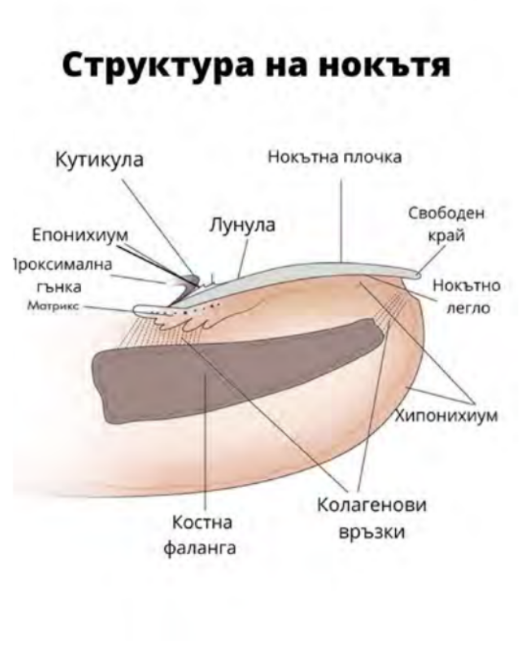 Снимка на Плакат „Структура на нокътя“